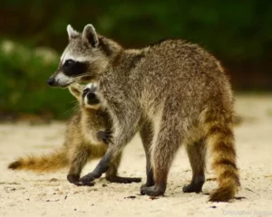 Why Is Raccoon Island In North Miami Famous