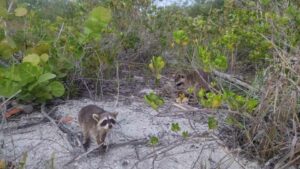 Wildlife Activity to Visit Raccoon Island