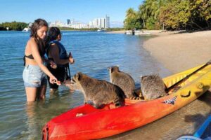 Wonders Raccoon Island Miami Florida