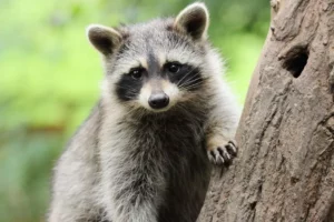 permit to own a raccoon