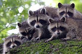 Animal welfare concerns of raccoon