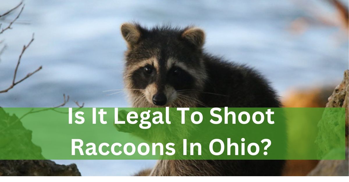Is It Legal To Shoot Raccoons In Ohio? – Let’s Examine It!
