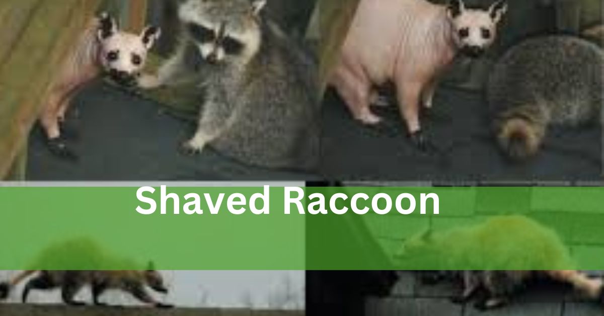 Shaved Raccoon – To Shave Or Not To Shave?!