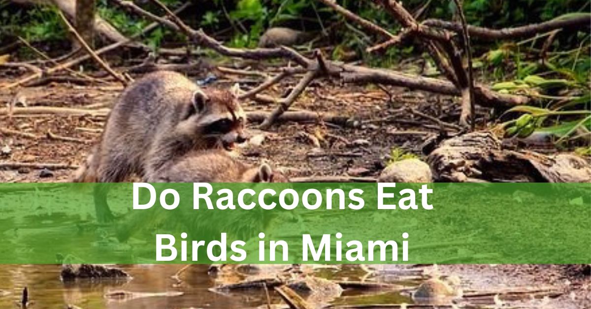 Do Raccoons Eat Birds in Miami? –  Understanding Urban Wildlife Dynamics!