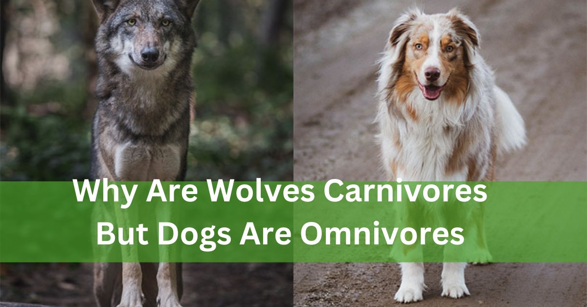 Why Are Wolves Carnivores But Dogs Are Omnivores – Let’s Have A Look!