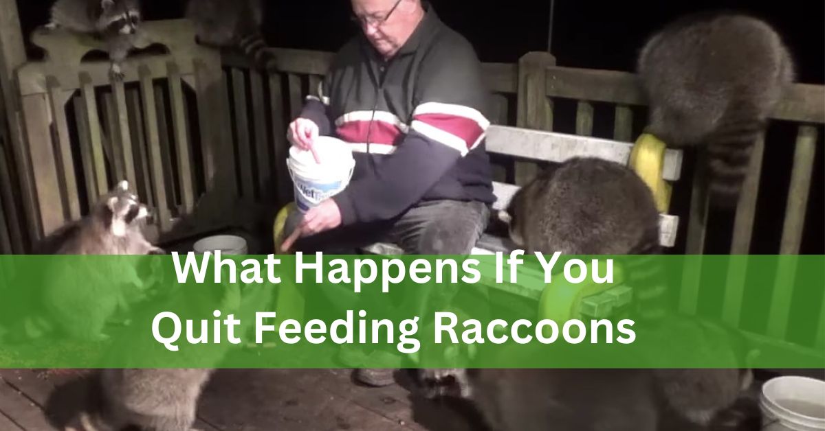 What Happens If You Quit Feeding Raccoons – Let’s Explore It!