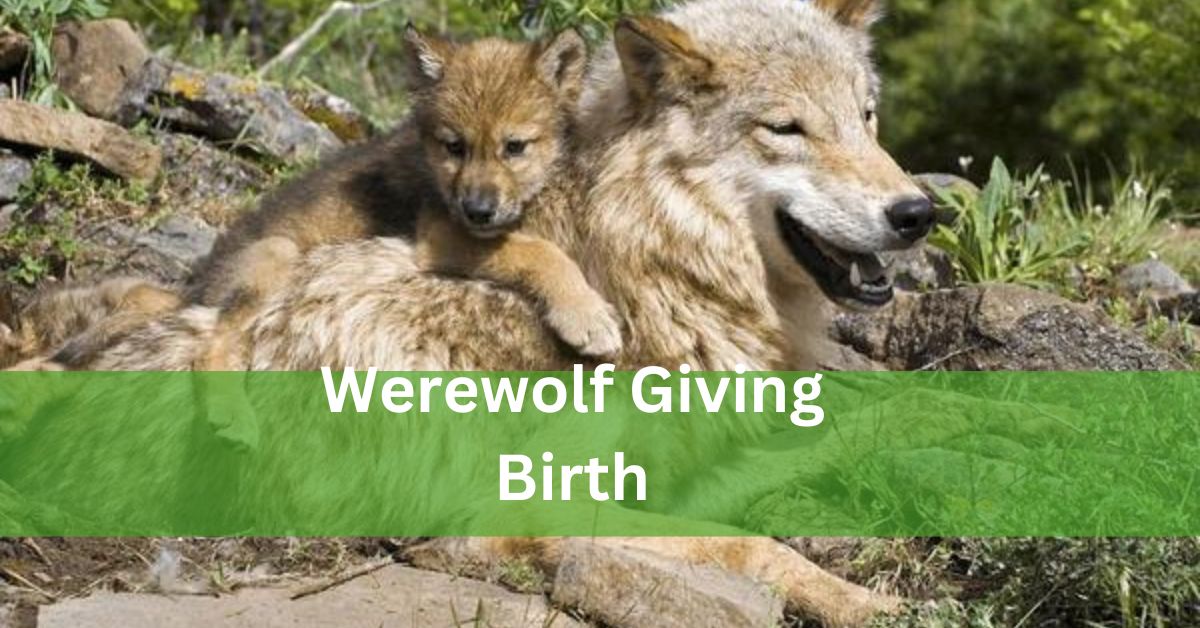 Werewolf Giving Birth – Let’s Check It Out!