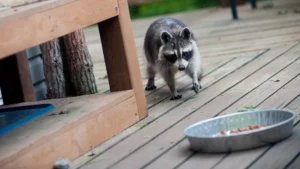 Consequences of Feeding Raccoons