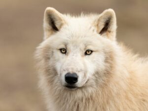 Cultural Depictions of white wolf