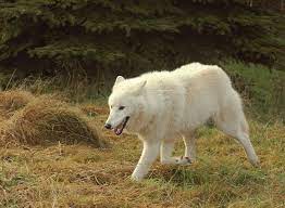 Habitat and Behavior of white wolf