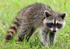 Health Risks for Raccoons