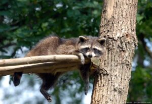 How To Protect Birds From Raccoons In Miami