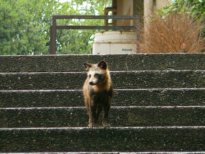 How is it done raccoon shaving