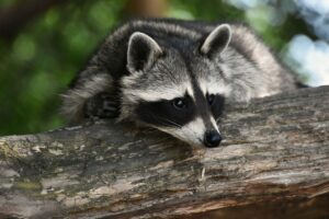 Increased Encounters of raccoons With Humans