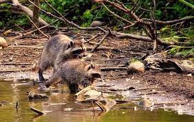 Natural Foraging Instincts of raccoons