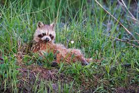 Natural grooming of raccoon 