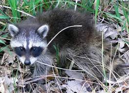 Overview Do Raccoons Eat Birds in Miami