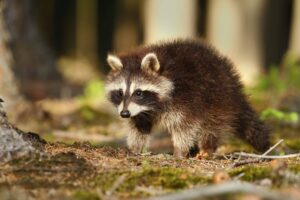 Physical effects on raccoons