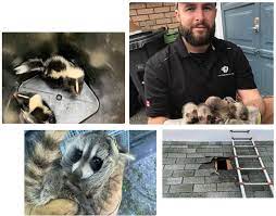 Professional Wildlife Removal Services Raccoons