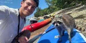 Raccoon Population in Miami