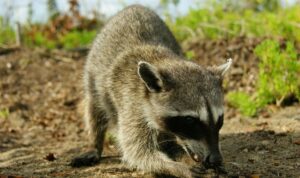 Raccoons Dependency on Human Food: