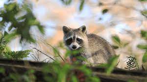 Remove Potential Food Sources Of Raccoons