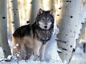 Reproduction And Lifecycle Of Robb's Wolf