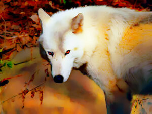 White Wolf with Red Eyes