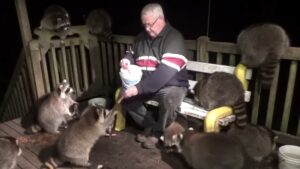 Why People Feed Raccoons