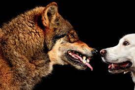 Wolves Carnivores And Dogs Omnivores