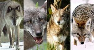 Wolves Classified As Carnivores But Dogs Aren't