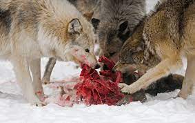 Wolves Only Eat Meat While Dogs Eat Both Meat And Plants