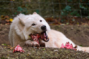 Wolves Carnivores And Dogs Omnivores