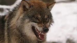 wolves become strictly carnivorous