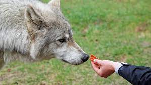 wolves survive on a meat-only diet but dogs