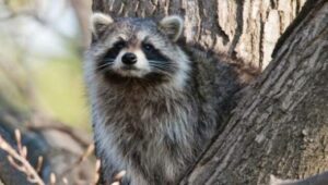 Anatomy Of Raccoons Include Characteristics Similar To Canines