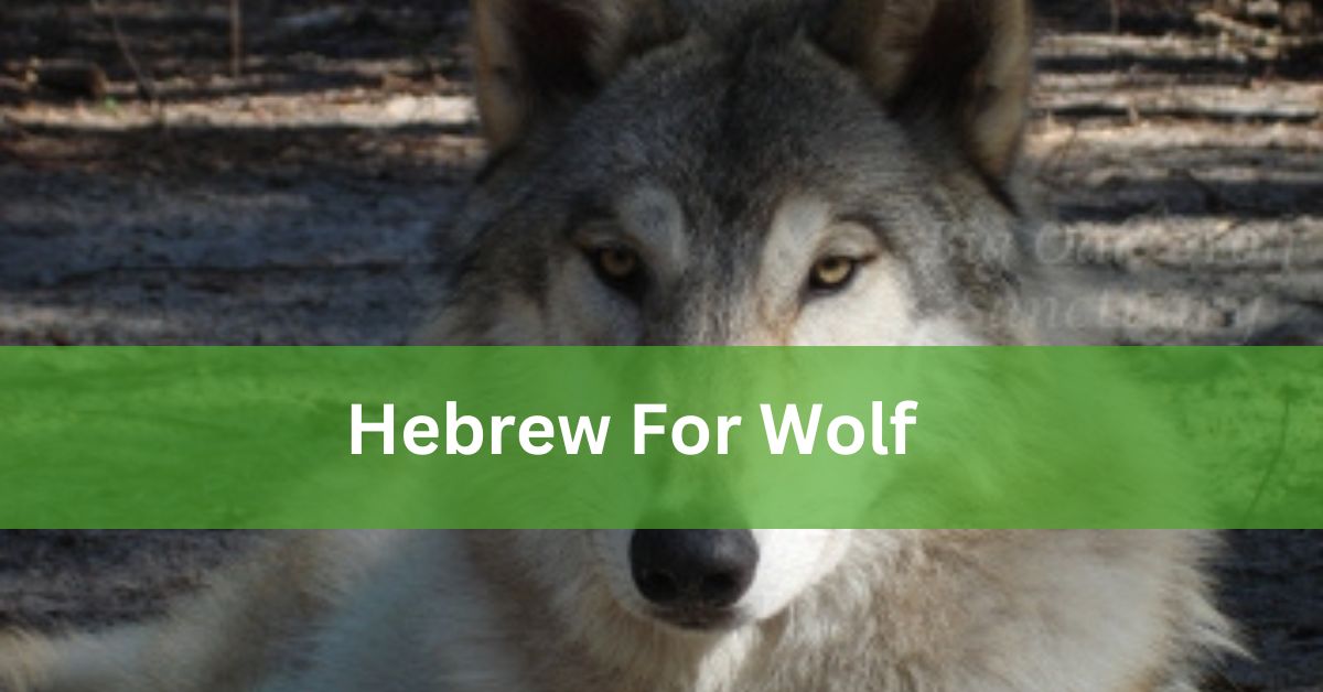 Hebrew For Wolf – Let’s Discuss In Details!