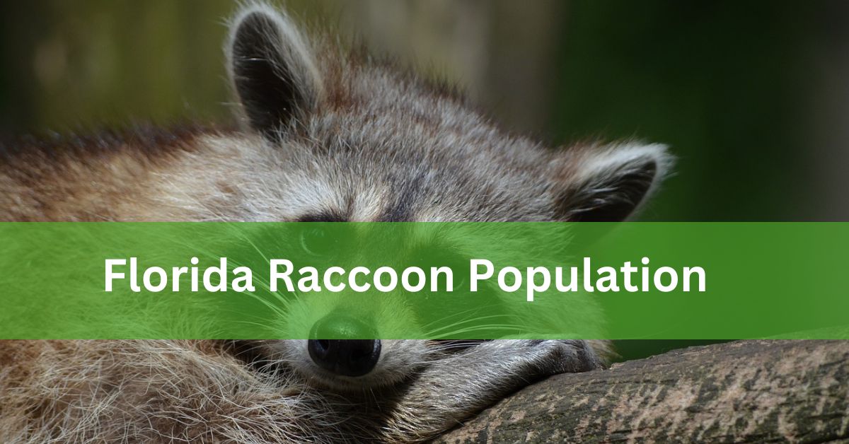 Florida Raccoon Population -Exploring  Insights, Impacts, and Solutions!