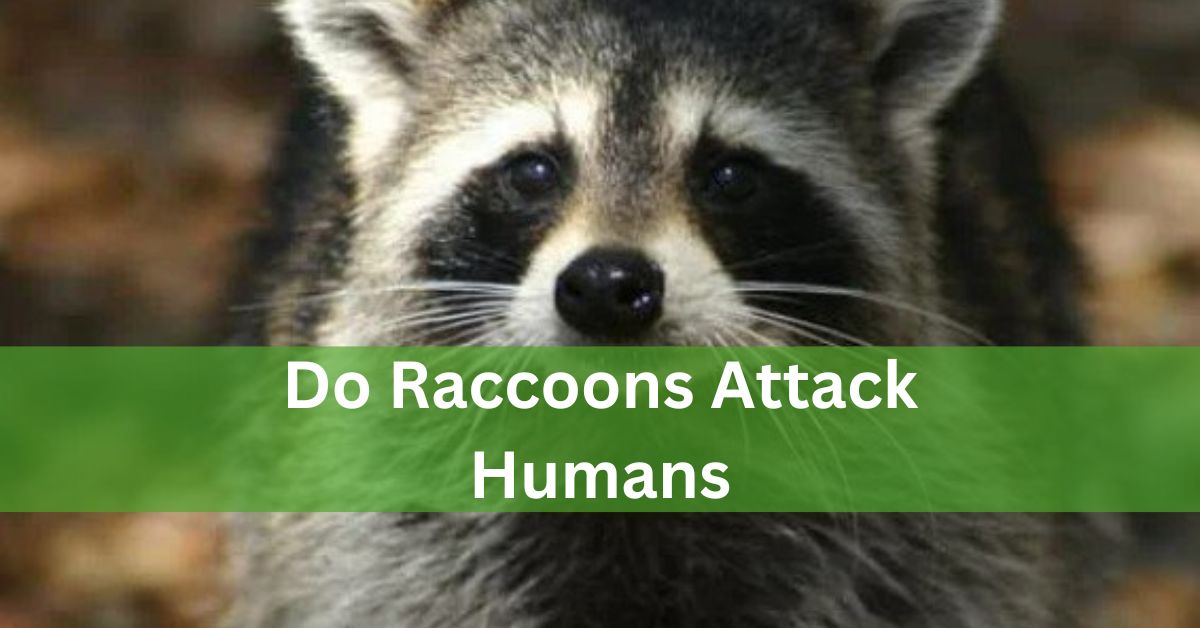 Do Raccoons Attack Humans – Discuss About It In Detail!