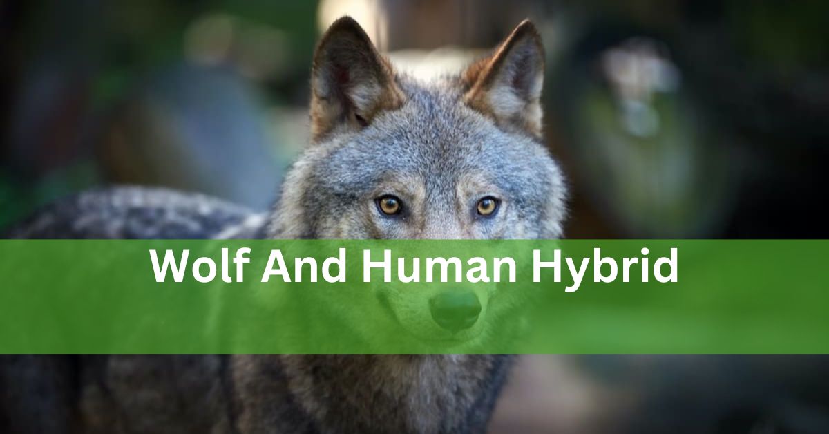 Wolf And Human Hybrid – Exploring It!