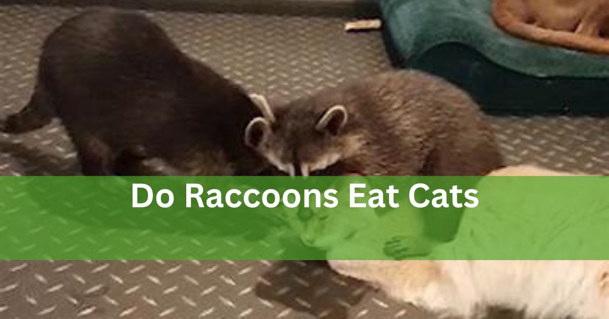 Do Raccoons Eat Cats – Let’s Explore It!