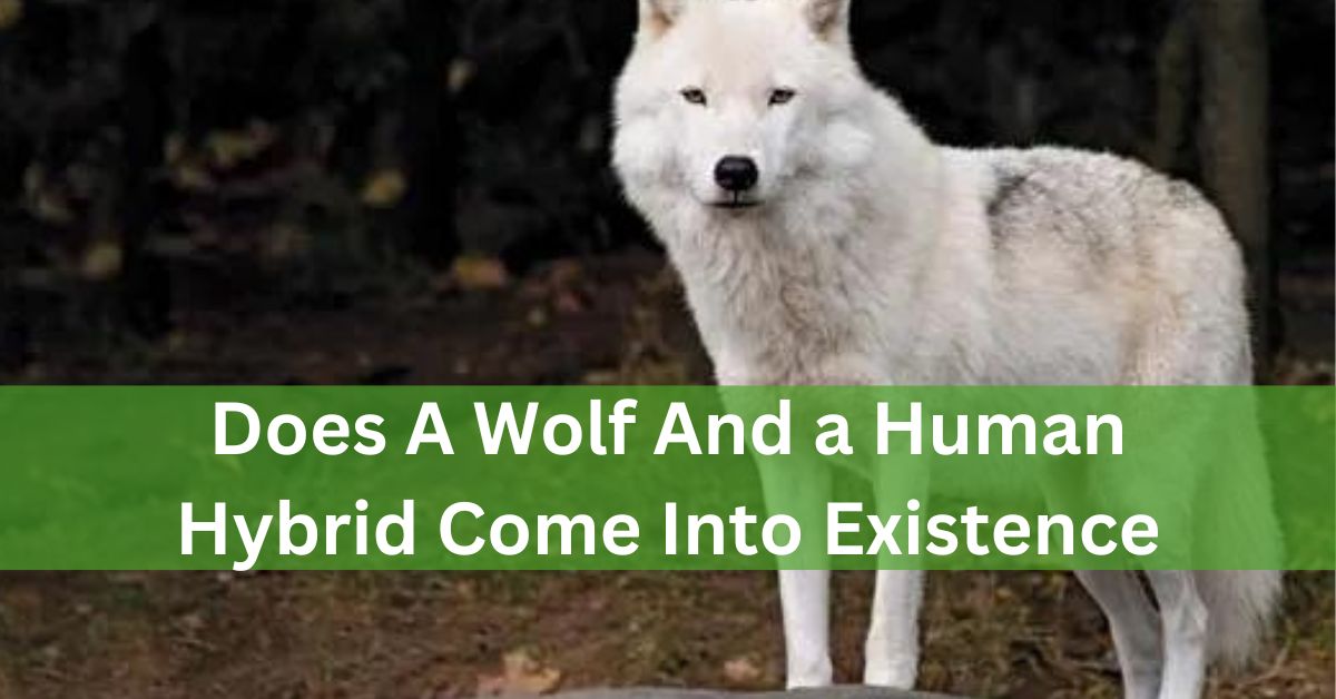 Does A Wolf And a Human Hybrid Come Into Existence – Fact Or Fiction?