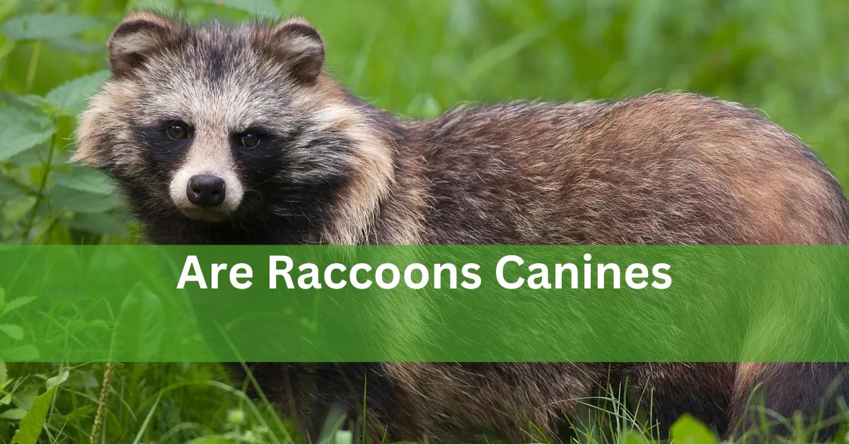 Are Raccoons Canines? Exploring The Truth Behind Common Error!