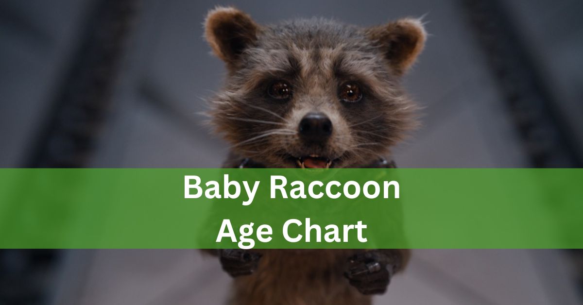 Baby Raccoon Age Chart Understanding Growth Milestones And Care Needs!