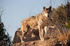 Are The Ethical Implications Of Creating A Wolf And Human Hybrid