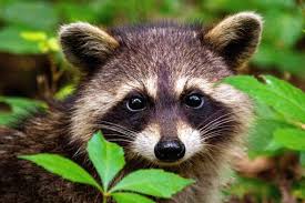 Can Feeding Raccoons Make Them Attack Humans