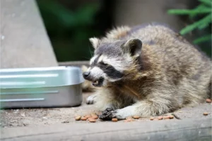 Competition for resources raccoons