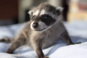 Determine The Age Of A Baby Raccoon