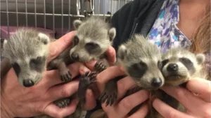 Do Baby Raccoons Open Their Eyes