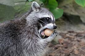 Do Raccoons Eat And Do They Eat Cats